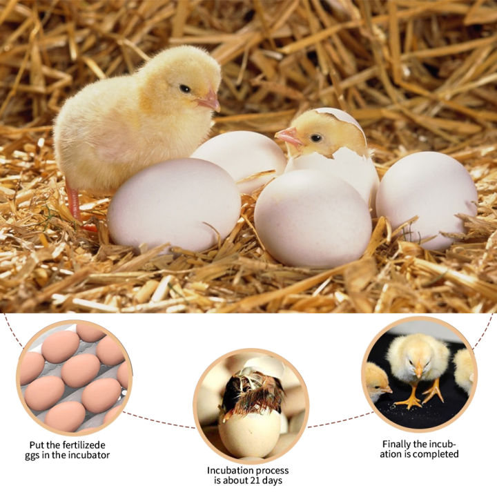 ไข่ไก่-incubator-dual-power-20ไข่เตียงน้ำนก-quail-brooder-ไข่-incubator-hatchery-incubator-controller-thermostat