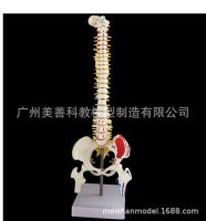 สอนโครงกระดูกจำลอง 45cm กระดูกสันหลังของมนุษย์ด้วยการระบายสีกล้ามเนื้อ ตัวอย่างกระดูกสันหลังส่วนเอวของมนุษย์
