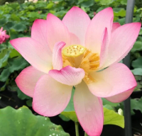 5 เมล็ด บัวนอก บัวนำเข้า บัวสายพันธุ์ SHI KAGO HASH LOTUS - UNUSUAL COLOR สีชมพู สวยงาม ปลูกในสภาพอากาศประเทศไทยได้ ขยายพันธุ์ง่าย เมล็ดสด