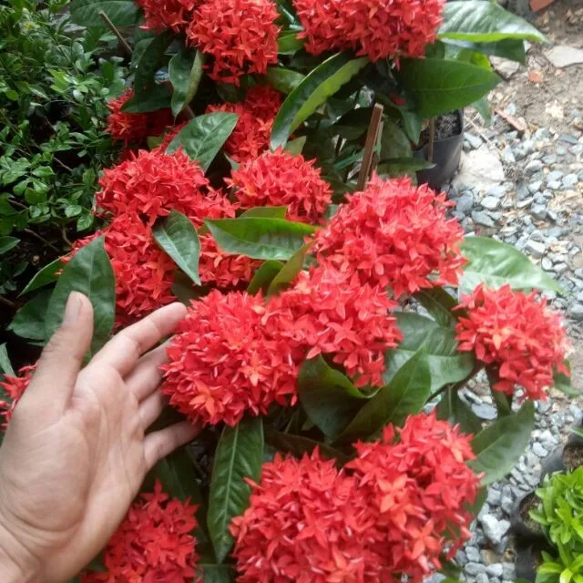 cây hoa mẫu đơn mỹ màu đỏ hồng | Lazada.vn