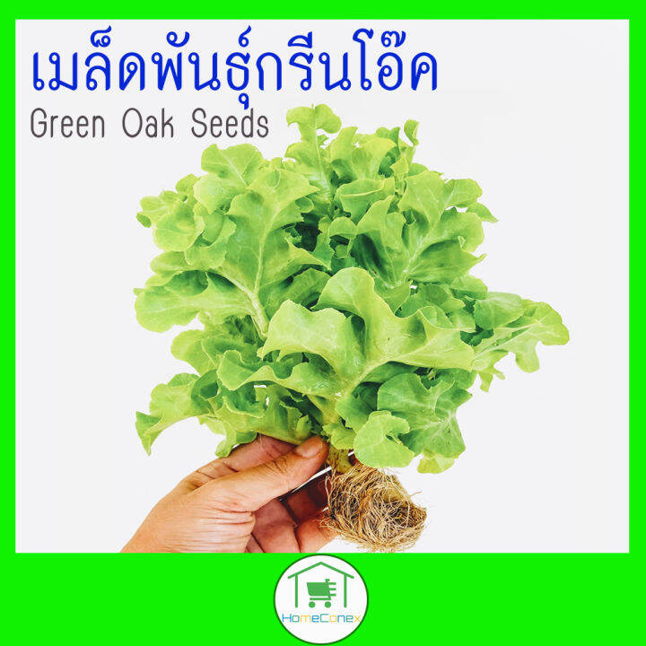 เมล็ดพันธุ์กรีนโอ๊ค Green oak seeds พร้อมส่ง เก็บเงินปลายทาง Lazada.co.th