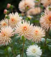 1 เหง้า/ชุุด รักเร่ Dahlia Bulb สายพันธุ์ Henriette หัวรักเร่ ดอกไม้ ดอกรักเร่ เหง้า นำเข้า ยุโรป หัวสดใหม่ ผ่านการแช่เย็นแล้ว