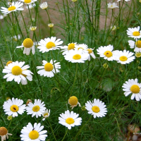 เมล็ดพันธุ์ คาโมมายล์ เยอรมัน (German Chamomile Seed) บรรจุ 1000 เมล็ด คุณภาพดี ราคาถูก ของแท้ 100%