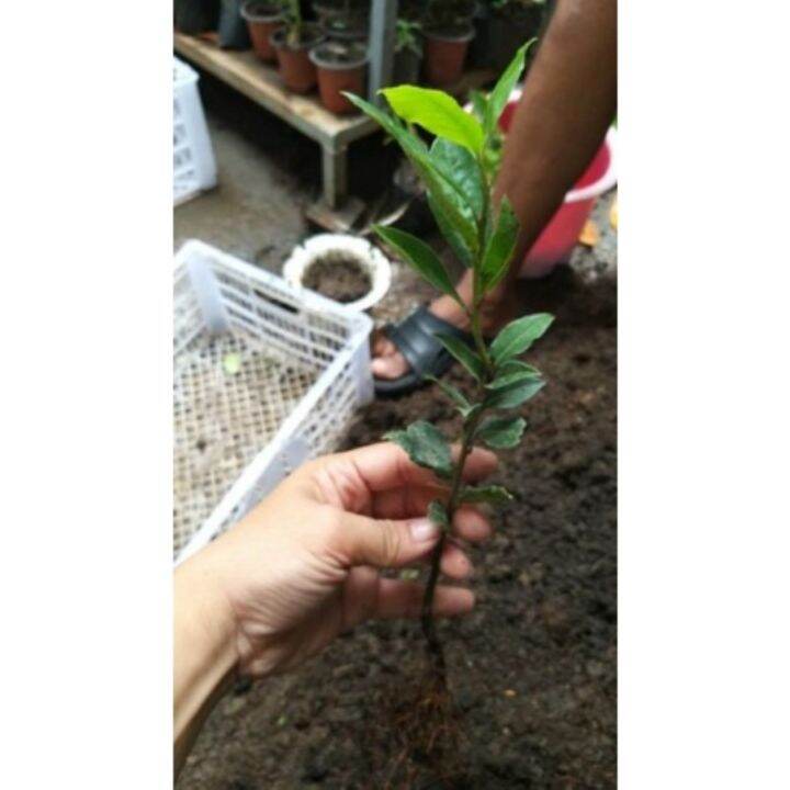 Laurel Bay Leaf seedlings Lazada PH
