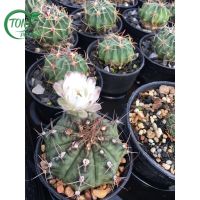 ? ส่งทั้งกระถาง- Cactus Gymno # ยิมโนแคคตัส #แคคตัสราคาถูก# แคคตัสยิมโน เพาะเมล็ด Gymnocalycium # กระบองเพชร # พืชทนแล้ง # ต้นไม้ทะเลทราย ของมีพร้อมส่ง เก็บปลายทาง ?