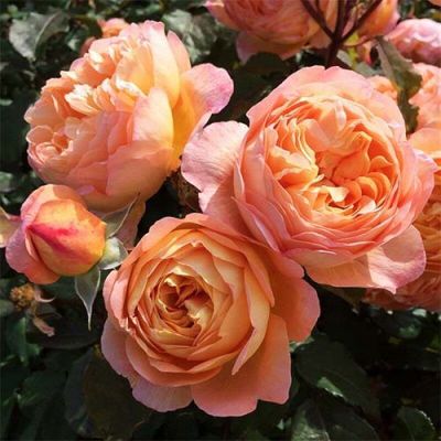 30 เมล็ด เมล็ดพันธุ์ Lady Emma Hamilton (Rosa Lady Emma Hamilton) สายพันธุ์อังกฤษ ดอกกุหลาบ นำเข้าจากอังกฤษ ดอกใหญ่ พร้อมคู่มือปลูก English Rose Seeds