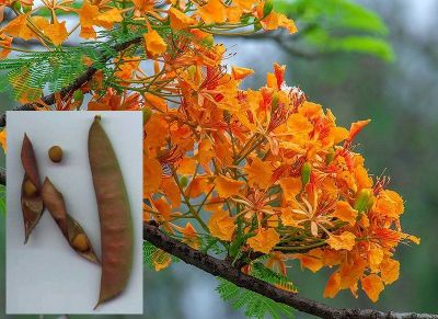 เมล็ดพันธุ์ หางนกยูงฝรั่ง 30 เมล็ด ดอกสีส้ม Flame Tree, Flamboyant, Royal Poinciana