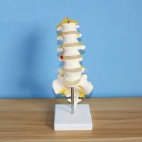 Human Anatomical Lumbar Vertebrae Model Caudal Vertebra Anatomy Medical teaching supplies 15.5x11.5x7.5cm