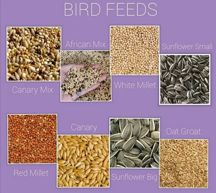 Premium Seeds for African Lovebirds and Cocktails / African Mix - 1 ...