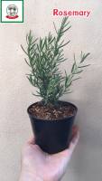 โรสแมรี่/ต้นโรสแมรี่/ ในกระถาง 4 นิ้ว Rosemary 4 inch pot (ไม่มีขั้นต่ำการสั่งซื้อ)