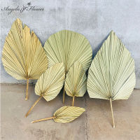 【CW】Dried Flower Palm Fan Leaf Plants Sunflower Leaves Home Decor Window Wedding Arch Decor การจัดดอกไม้แขวนผนังดอกไม้