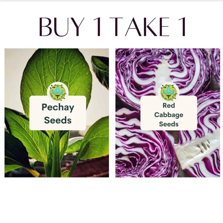 Buy 1 Take 1 Pechay 100 Seeds & Red Cabbage 10 Seeds Binhi Pantanim ...