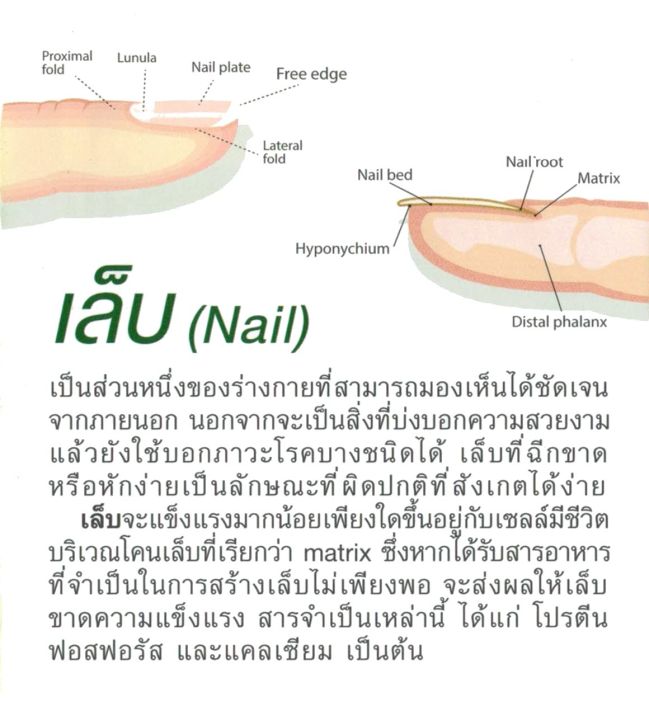 คณะเภสัช-จุฬา-biotin-zinc-90-เม็ด-ไบโอทิน-ซิงก์-บำรุงผม-ผิว-เล็บ