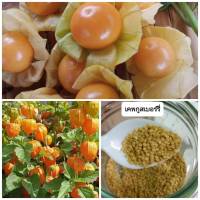 ซื้อ 5 ฟรี 1 เมล็ดเคพกูสเบอร์รี่(Cape Gooseberry)โทงเทงฝรั่ง 100 เมล็ด !!เมล็ดพันธุ์แท้!!อัตราการงอกดีมาก (พร้อมวิธีเพาะเมล็ด)