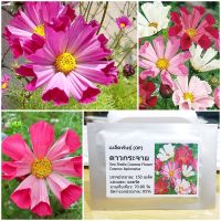 เมล็ดพันธุ์ ดาวกระจายซีเซล (SeaShells Cosmos Flower Seed) 150 เมล็ด คุณภาพดี ราคาถูก ของแท้