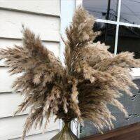 【LZ】❏❀℗  Flor Seca Natural Fluffy Pampas Grass Coelho Rabbit Tail Reeds Decoração de Casamento Flores Artificiais Decoração de Casa 30Pcs