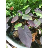 ต้นบอนดำ Colocasia  Black magic  ส่งเป็นต้นตัดใบ ในถุงดำ หรือในกระถาง 4นิ้ว  199 บาท  เป็นบอนดำต้นเล็ก(ไม่ใช่บอนดำยักษ์)