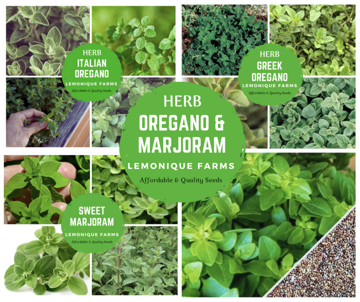 200seeds GREEK Oregano seeds Oregano Greek herb seeds Italian