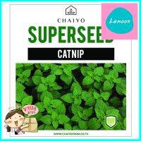 เมล็ดพันธุ์กัญชาแมว ชัยโย 450 เมล็ดCATNIP 450 SEEDS **บริการเก็บเงินปลายทาง**