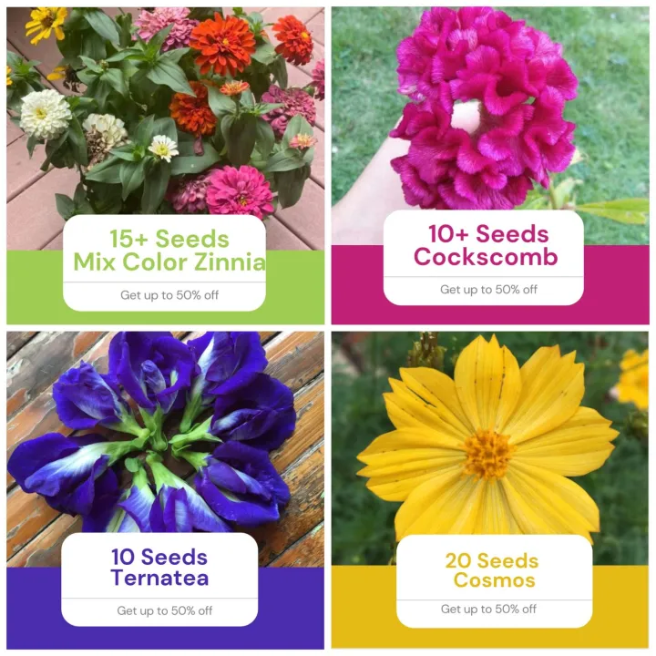 Sale 4 in 1 Pack Seeds (15+ Zinnia, 10+ Cockscomb 10 Blue Ternatea, 20  Yellow Cosmos) Flower Pot Garden Outdoor Plant Easy To Grow | Lazada PH