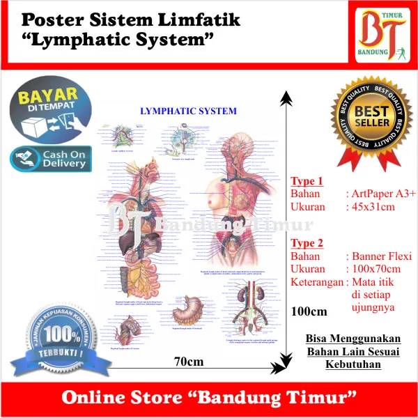 Poster Sistem Limfatik Lymphatic System Lazada Indonesia