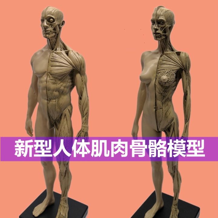 new-model-of-the-human-musculoskeletal-anatomy-of-sculpture-art-with-the-art-medical-reference-3-d-painting-teaching-model