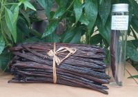 Vanilla วนิลาบูร์บอง มาดากัสการ์ ออร์แกนิคเกรดเอ 2ฝัก Vanilla Vanille Bourbon Black Premium TK Organic Madagascar 2 Pods Aspiceandi