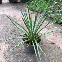 Agave geminiflora กระถาง 4 นิ้ว ไม้หายาก