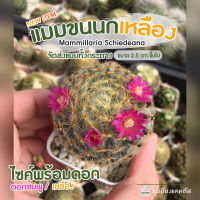 ?แมมขนนกเหลือง คละดอกสี?ไม้เมล็ด ?ไซค์ 4เซนขึ้นไป Mammillaria Schiedeana แมมขน ขนนกเหลือง จัดส่งทั้งกระถาง