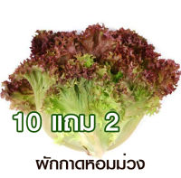 10 แถม 2 ?ผักกาดหอมม่วง?ถูกที่สุด 7 บ.?ผักกาดหอมม่วง 50 เมล็ด☘️ปลูกง่าย ? โตไว? สด? อร่อย