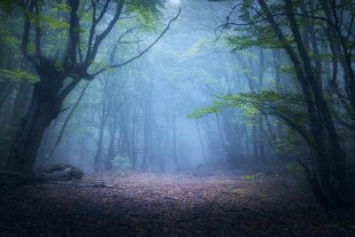 Mystical หมอกในป่าต้นไม้ Fall ฤดูใบไม้ร่วง National Mountain สวนภูมิทัศน์ Scenic ทิวทัศน์สวนภาพ America ต้นไม้ Trail ผ้าใบยืด Art เครื่องตกแต่งฝาผนัง X
