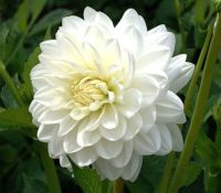 1 เหง้า รักเร่ รักแรกพบ First Love Dahlia สายพันธุ์ PEACE PACT ออกดอกสีขาว ต้นรักเร่ ดอกไม้ ดอกรักเร่ หน่อ ราก เหง้า นำเข้า ดอกไม้แห่งความรัก