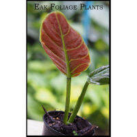 เมล็ดพันธุ์คุณภาพสูง Philodendron subhastatum เลื้อย หลังใบสีแดงไม้ฟอกอากาศ