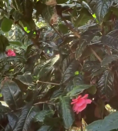 ต้น-คาเมเลีย-เวียดนาม-vietnamese-camellia-ดอกสีชมพู-หายาก
