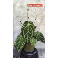 (จัดโปร) Anthurium Crystallinum หน้าวัวใบกำมะหยี่ (ไฮบริด) ไซต์ S กระถาง 2-3 นิ้ว รากแน่ ฟอร์มสวย หากด่างราคาจะแพงมาก ลดราคา ต้นไม้ ต้นไม้มงคล ต้นไม้ฟอกอากาศ ไม้ด่าง