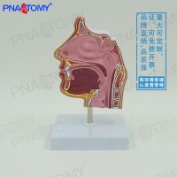 The human nose nasal anatomy structure model of otolaryngology medical teaching ent nasal endoscopic biopsy