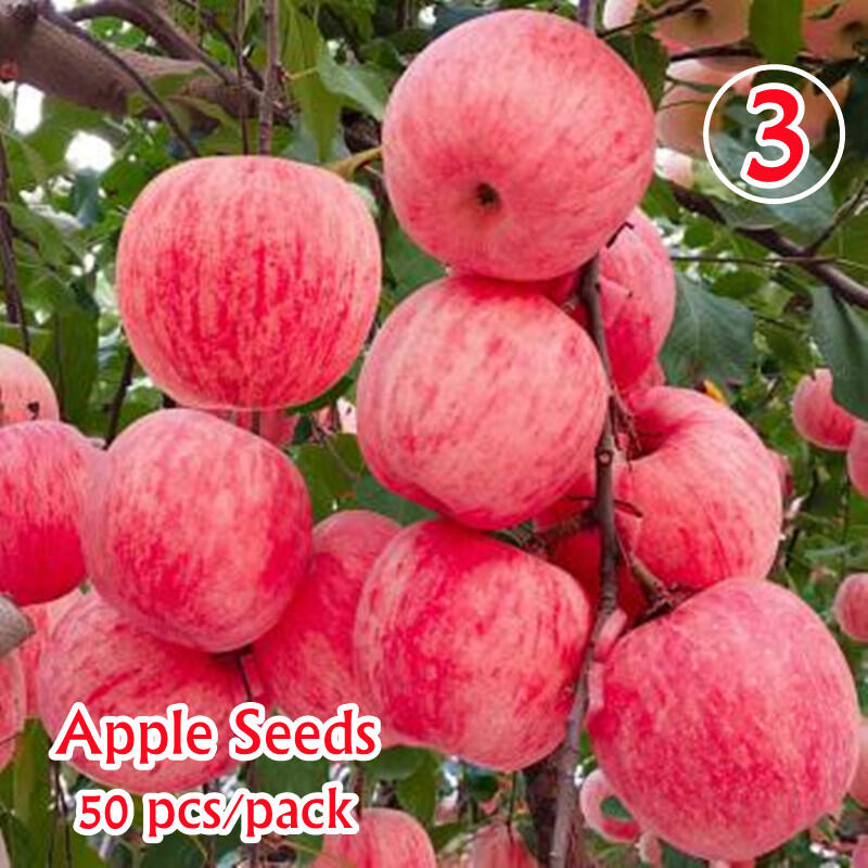 30Pcs Pear Fruit Seeds Plants Pyrus Tree Delicious Sweet Fruit Valuable Wood 