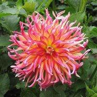 1 หัว/ออเดอร์ รักเร่ Dahlia rhizome สายพันธุ์ Bora Bora หัวรักเร่ ดอกไม้ หัวหน่อ เหง้า นำเข้า เนเธอร์แลน หัวสดใหม่