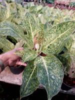 หลักทรัพย์สีทอง อโกลนีมา ด่างแบบโดดเด่น aglaonema ต้นไม้มงคลฟอกอากาศ สามารถวางในหัองนอนห้องน้ำ ส่งพร้อมกระถาง 5-6 นิ้ว