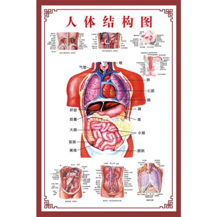 human-anatomy-muscle-structure-of-the-human-gut-systemic-distribution-of-human-body-skeleton-model-the-poster
