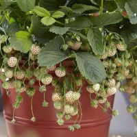 เมล็ดพันธุ์ Strawberry สายพันธุ์ Pineberry 50 เมล็ด เมล็ดพันธุ์นำเข้าจาก ยุโรป