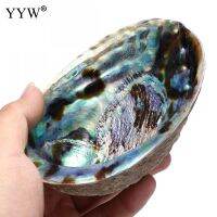 【CW】 132x95x36mm Large Abalone Shell(4-6 quot;) Multicolor Oval Smudge Bowl With Hole Jewelry Holder