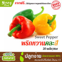 เมล็ดพันธุ์ พริกหวานหลากสี 20เมล็ด อัตราการงอก95% (แถมฟรี!!!เมล็ดดอกทานตะวัน)  ปลูกง่าย เมล็ดคุณภาพ เก็บไว้ได้1ปี