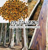 กระถินเทพา เมล็ดพันธุ์กระถินเทพา Sabah Salwood Seeds บรรจุ 5 เมล็ด 10 บาท