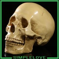 *[simplelove] โมเดลหัวกะโหลกมนุษย์ เรซิ่น 1:1 สไตล์โบราณ