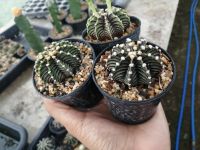 ??LB2178 แท้??  9-10 พู Gymnocalycium lb 2178 ไม้เมล็ด ขนาด 2-3 ซม. ต้นกระบองเพชร ต้นแคคตัส (แคคตัส กระบองเพชร)