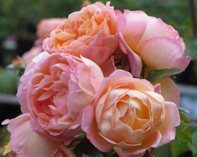 30 เมล็ด เมล็ดพันธุ์ Lady Emma Hamilton สายพันธุ์อังกฤษ ดอกกุหลาบ นำเข้าจากอังกฤษ ดอกใหญ่ พร้อมคู่มือปลูก English Rose Seeds