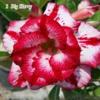 11 เมล็ด เมล็ดพันธุ์ Home Seed  ชวนชม สายพันธุ์ไต้หวัน ดอกซ้อน Adenium Seeds กุหลาบทะเลทราย Desert Rose ราชินีบอนไซ อัตรางอกสูง 80-90% มีคู่มือปลูก