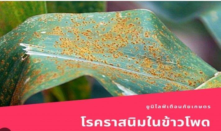 โพรพิเนบ-เอ็กซพิเนบ-สารแอนทราโคล-ป้องกันโรคพืช-1กิโลกรัม-กาบใบแห้ง-ราดำ-ราแป้ง-ใบจุด-ใบไหม้-ราสนิมข้าวโพด