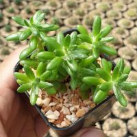 PROMOTION ต้นไม้อวบน้ำ ต้นกุหลาบหิน ซีดัม Sedum sediforme #succulents HOT ต้นไม้ ฟอก อากาศ กระถาง ต้นไม้ ไม้ ประดับ ต้นไม้ ปลูก ใน บ้าน